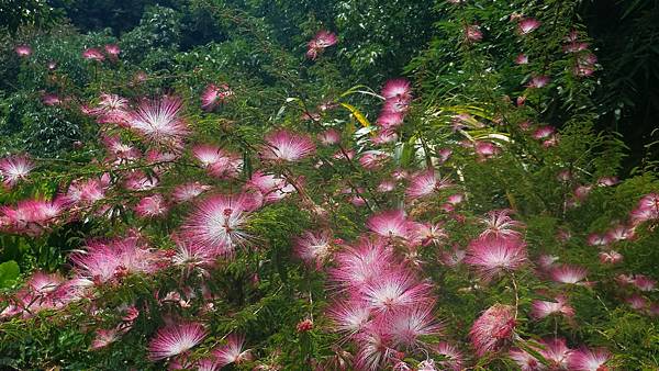 P_20160829_102510_1_p.jpg P_20160829_102510_1_p.jpg