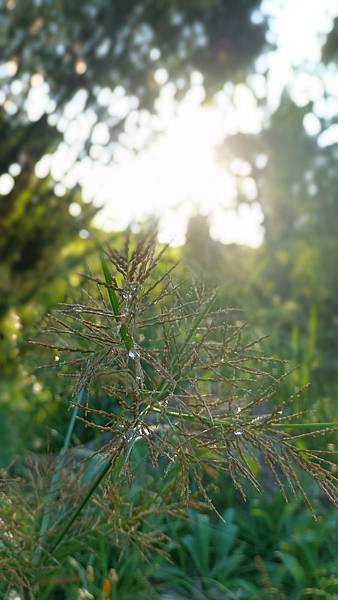 P_20160922_071216_DF.jpg P_20160922_071216_DF.jpg