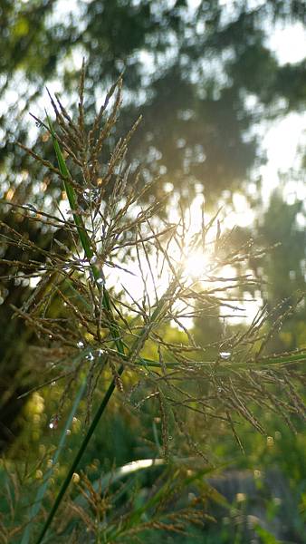 P_20160922_071259_DF.jpg P_20160922_071259_DF.jpg