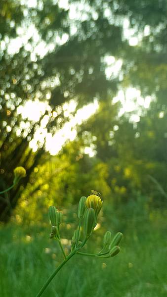 P_20160922_071800_DF.jpg P_20160922_071800_DF.jpg