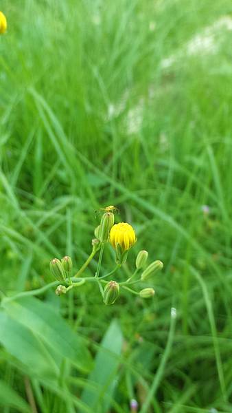 P_20160922_071838_DF.jpg P_20160922_071838_DF.jpg