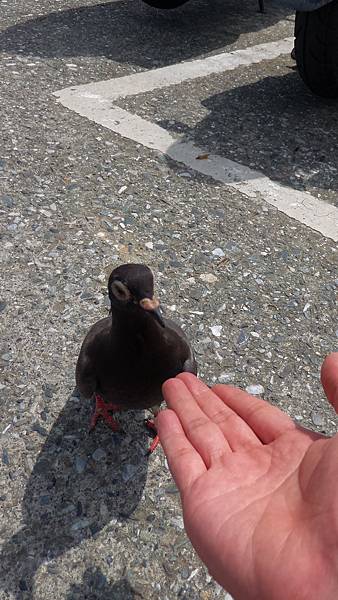 P_20161004_110945.jpg P_20161004_110945.jpg