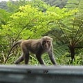 17_福山_公路旁的彌猴.jpg