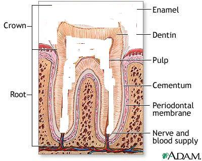 tooth2