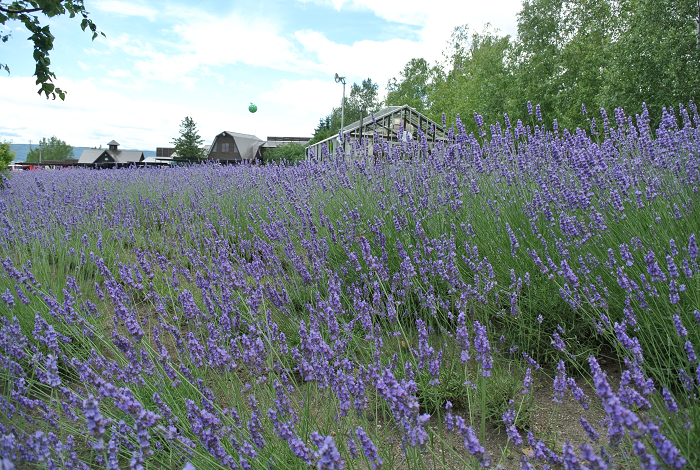 DSC_7616.png DSC_7616.png