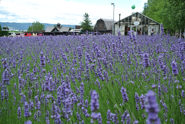 DSC_7618.png DSC_7618.png