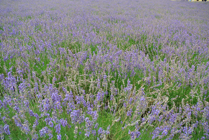 DSC_7628.png DSC_7628.png