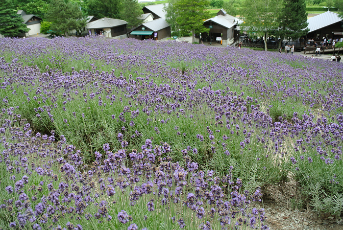 DSC_7658.png DSC_7658.png