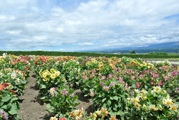 DSC_7681.png DSC_7681.png