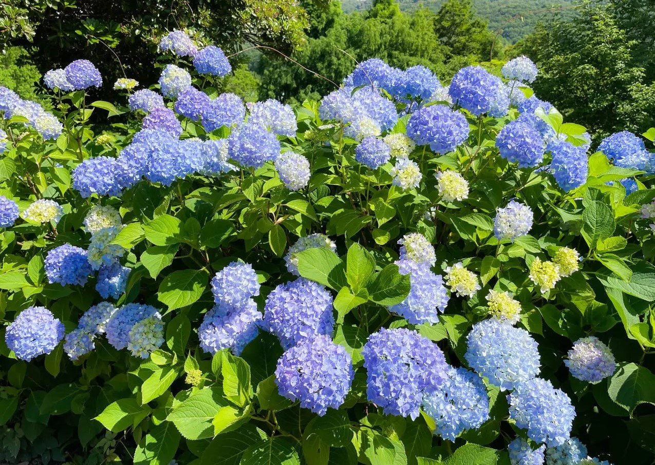 愛知 名古屋及愛知縣境內的紫陽花8大名所 讓人聯想到夏季的花卉 岡山憨吉的日本遊記 痞客邦
