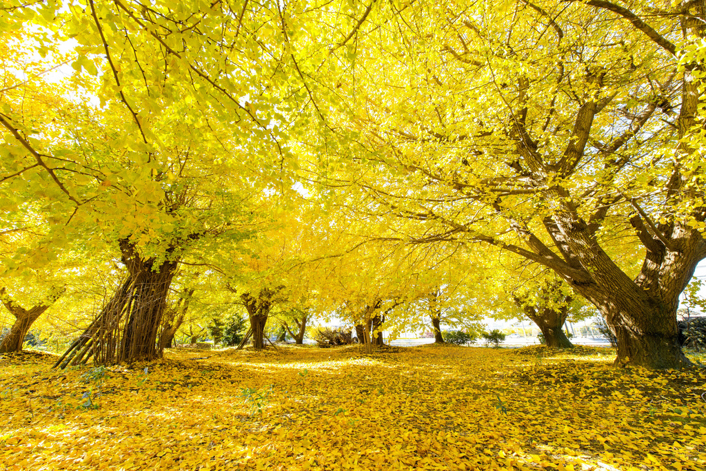 【愛知|稻沢】祖父江11月中旬舉辦的黃葉祭~東海地區最有名的