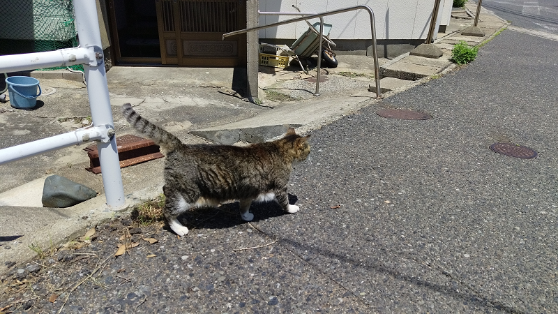 【福岡|小倉】傳說中的貓島~