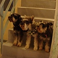 三隻狗一起坐在樓梯上～