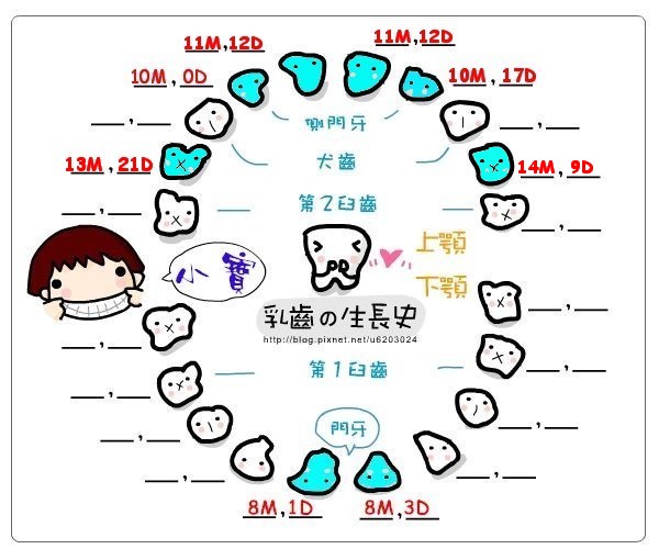 小寶-乳牙生長紀錄表