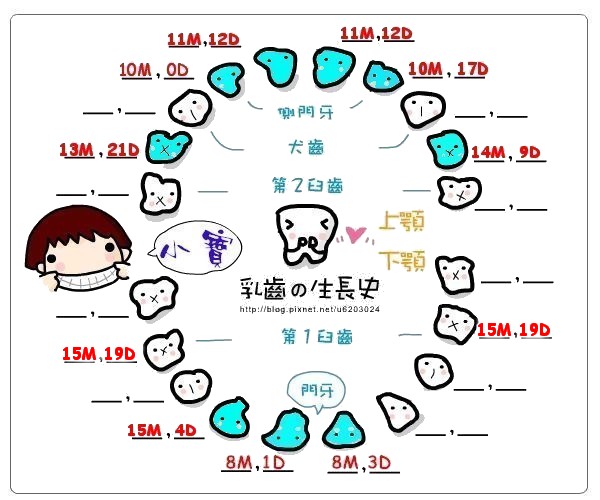 小寶-乳牙生長紀錄表