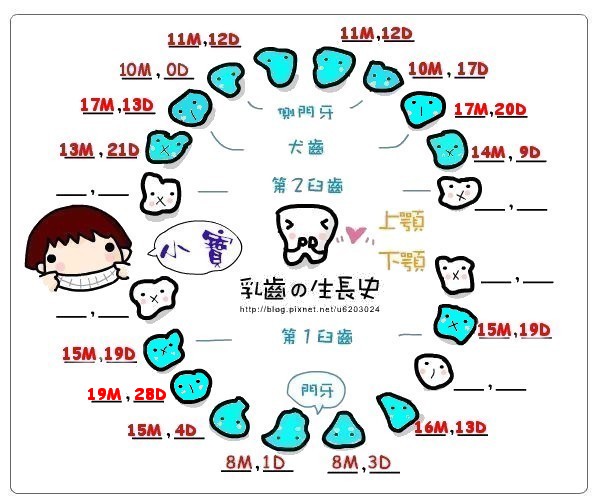 小寶-乳牙生長紀錄表19M28D