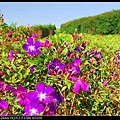 大溪花海‧紫牡丹-1