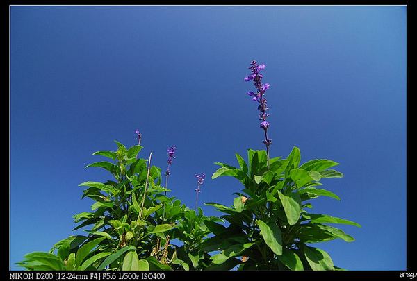 大溪花海‧鼠尾草-4