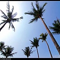 赤崁樓-參天椰子樹