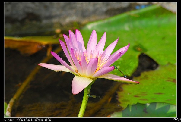 赤崁樓-蓮花1