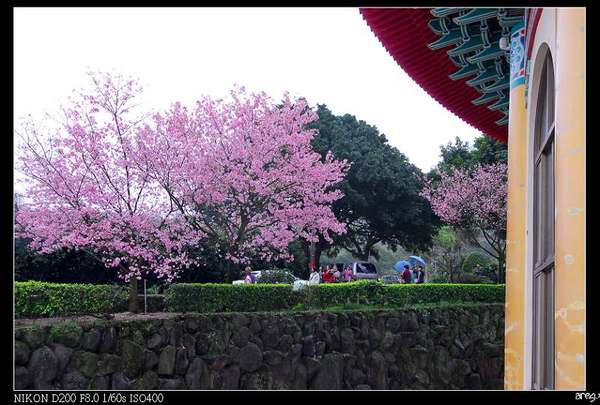 07天元宮吉野櫻-6