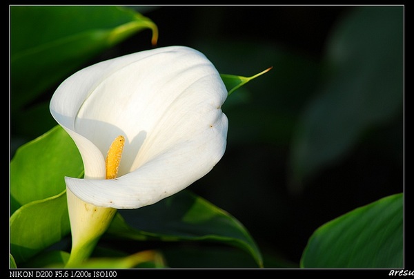 07年頂湖海芋-1