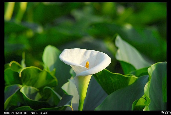 07年頂湖海芋-4