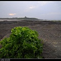 老梅石槽-海藻