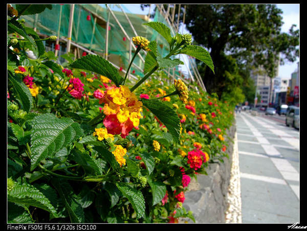 台南街上不知名的花-2.jpg
