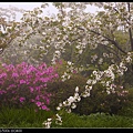 阿里山-杜鵑與櫻花-2.jpg
