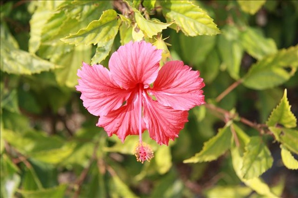 路邊的小花你不要採~