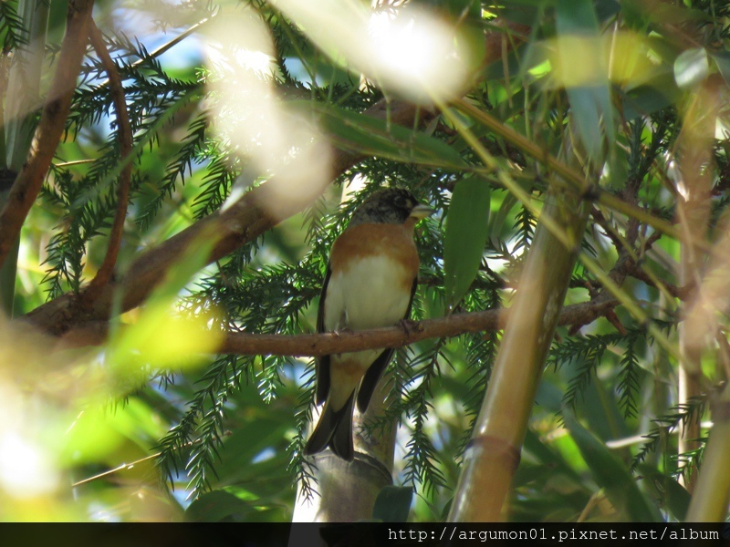 IMG_2444花雀(雄)m IMG_2444花雀(雄)m