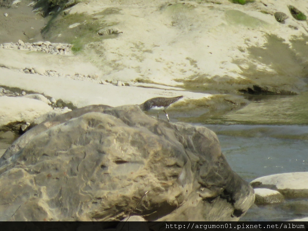 IMG_5481白腰草鷸