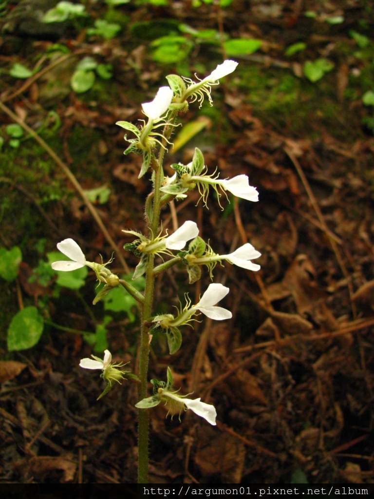 IMG_3546單囊齒唇蘭 IMG_3546單囊齒唇蘭