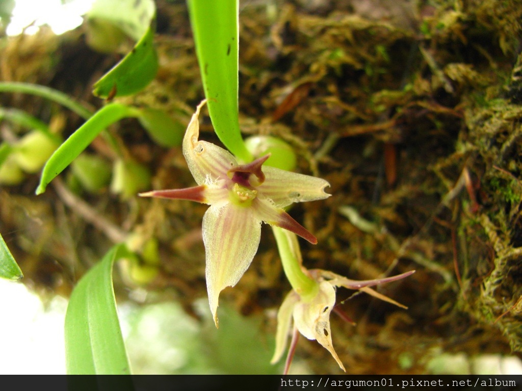 IMG_3616綠花寶石蘭 IMG_3616綠花寶石蘭