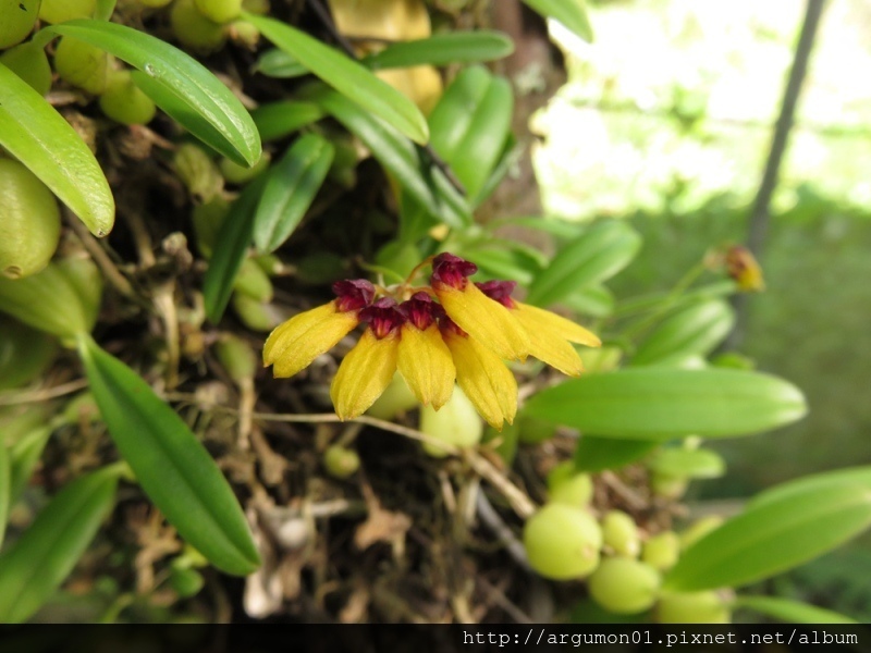 IMG_2167黃萼捲瓣蘭 IMG_2167黃萼捲瓣蘭