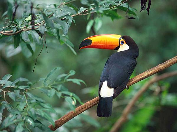 Toco Toucan.jpg