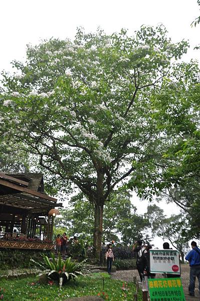 其實，油桐花枋也只有這棵~花王... 