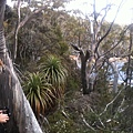 Mt Field National Park.