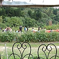 IMG_1370