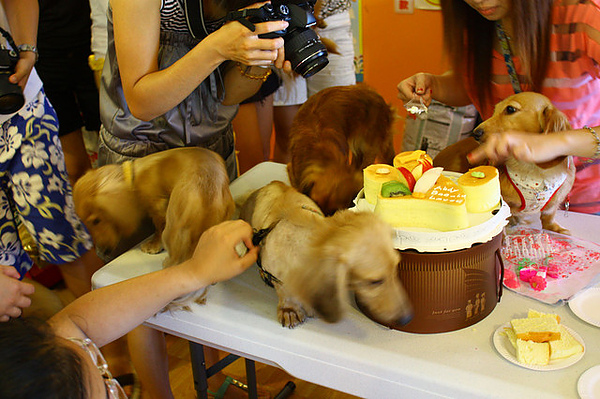 生日party 144