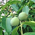 walnut tree (2).jpg