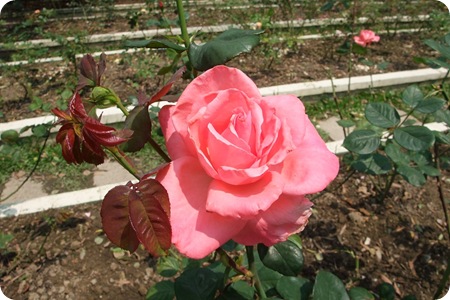 DSCF5117 DSCF5117