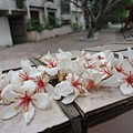 DSC09481.JPG