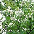 DSC09517.JPG