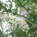 DSC09526.JPG