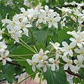 DSC09529.JPG