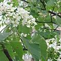 DSC09527.JPG