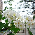 DSC09532.JPG