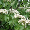 DSC09567.JPG
